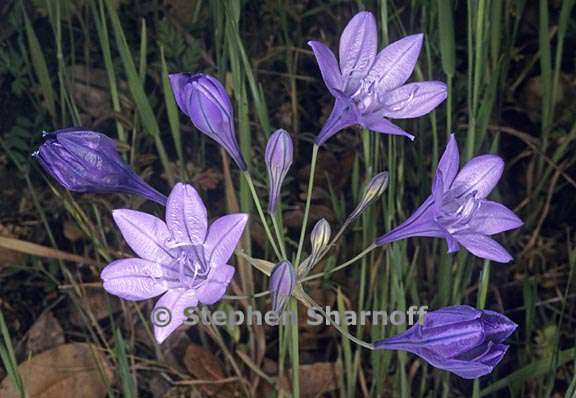 triteleia laxa 4 graphic